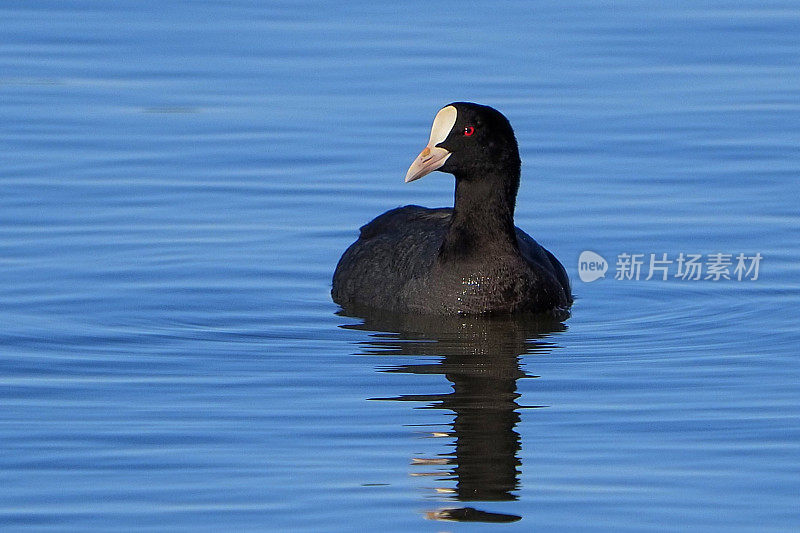 Fulica Atra子林奈。